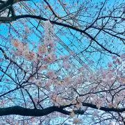 SAKURAの画像
