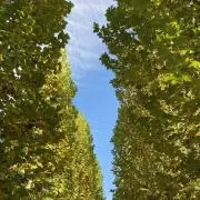 hacocoの画像