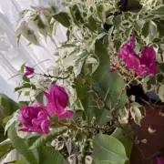 ぽぽとまの画像
