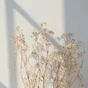 aynの画像