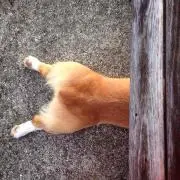 rinkの画像
