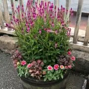なつの画像