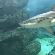 Maelysの画像