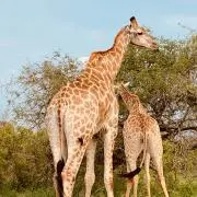 あんぱんの画像