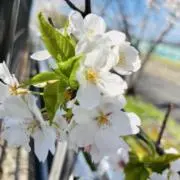 もりねこの画像