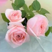 すみっこ♡の画像
