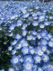 ひまわりんりんの画像