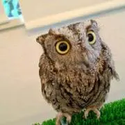 フクロウ