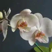 AKの画像