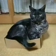 togoharu