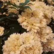 れもんの画像