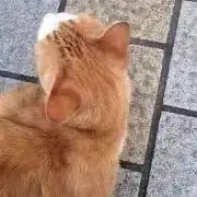 新居歩美（ドラマチックレコード）サイン入りチェキ - メルカリ