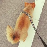 krnの画像
