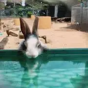 ねこの画像