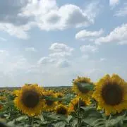 Taeyangの画像
