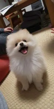 あっきー