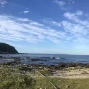アリの画像
