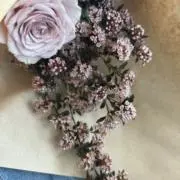 はぬるの画像