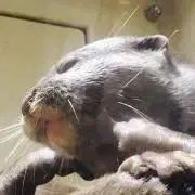 たむやん【プロフご覧ください】の画像