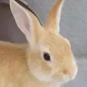 な音の画像