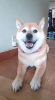 ms.の画像