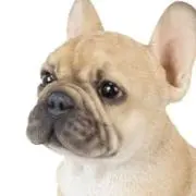 りょんの画像
