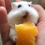 Kokage*の画像