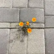 coの画像