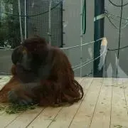 さぁな断捨離中