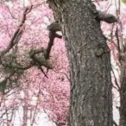 メルゥ〜のサンタ