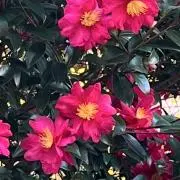 MIYABIの画像