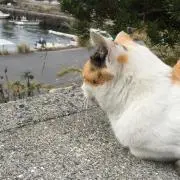 ゆーの画像