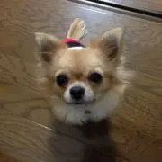 ママ