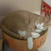 じゅーでんき