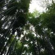 つる