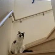 おもち