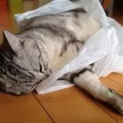 tasoの画像