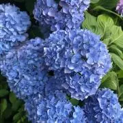 紫陽花の画像