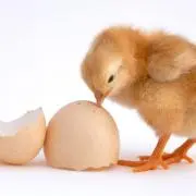 ピースケの画像