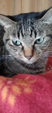 値引猫銭子です　セール開催中❗の画像
