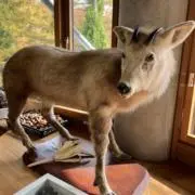 山田ゴンゾウの画像
