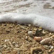 プアラニの画像