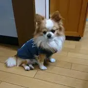 あずヨッコ