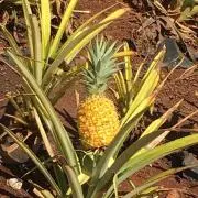 しましまの画像