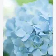 チェリーの画像