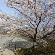 マリママの画像