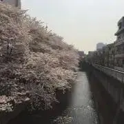 さくら