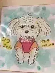 トシ※即時対応＆迅速に発送します！