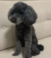 カデン