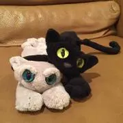 だんちゃんの画像